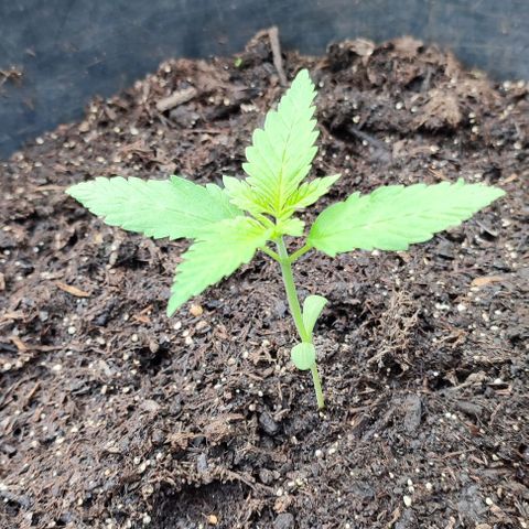 Jackie1  growlog timeline photo