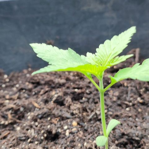 Jackie1  growlog timeline photo