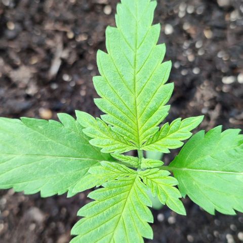 Jackie1  growlog timeline photo