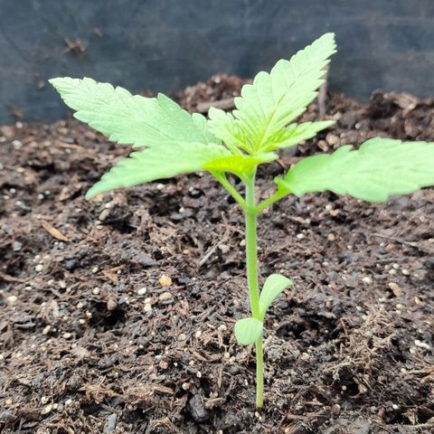 Jackie1  growlog timeline photo
