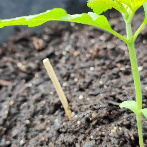 Jackie1  growlog timeline photo