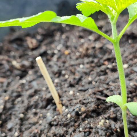 Jackie1  growlog timeline photo