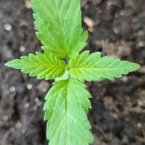 Jackie1  growlog timeline photo