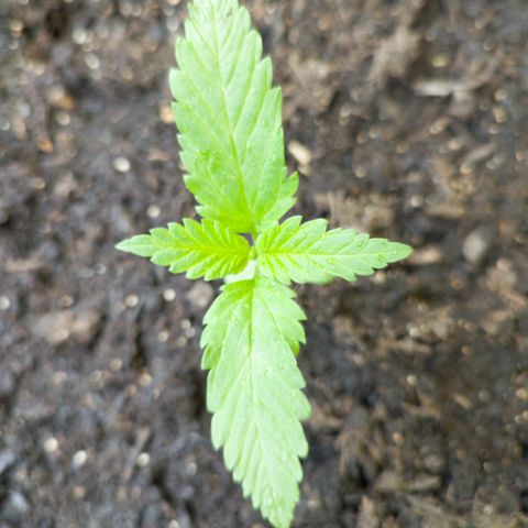 Jackie1  growlog timeline photo