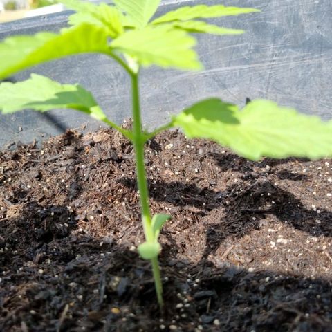 Jackie1  growlog timeline photo