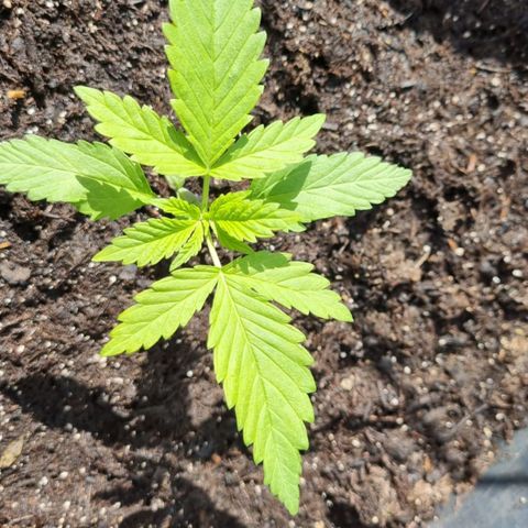 Jackie1  growlog timeline photo