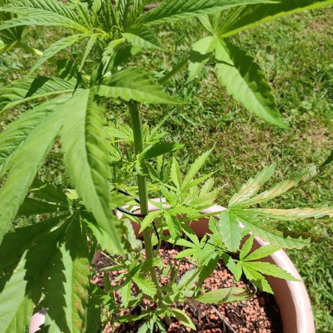Biggi  growlog timeline photo