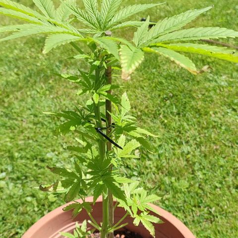 Biggi  growlog timeline photo