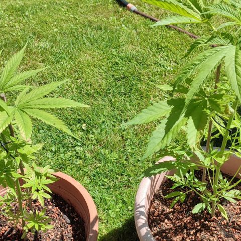 Biggi  growlog timeline photo