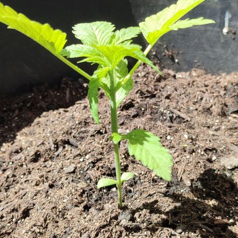 Jackie1  growlog photo: Brenneseljauche benutzt Blattläuse 