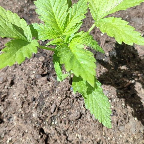 Jackie1  growlog timeline photo