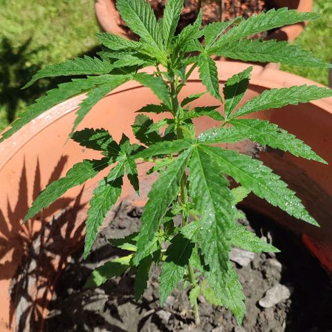 Biggi  growlog photo: Regular 