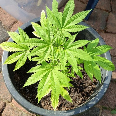 Jackie1  growlog timeline photo