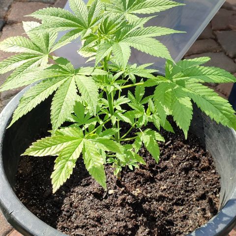 Jackie1  growlog timeline photo
