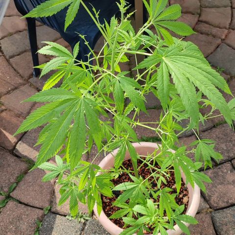 Biggi  growlog photo: Blattdürre wegen einem Pilz