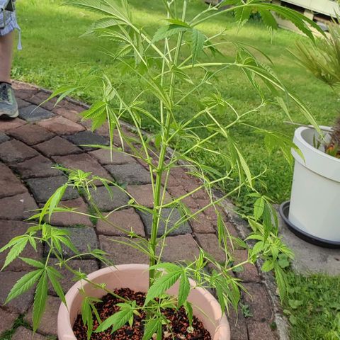 Biggi  growlog photo: Blattdürre wegen einem Pilz