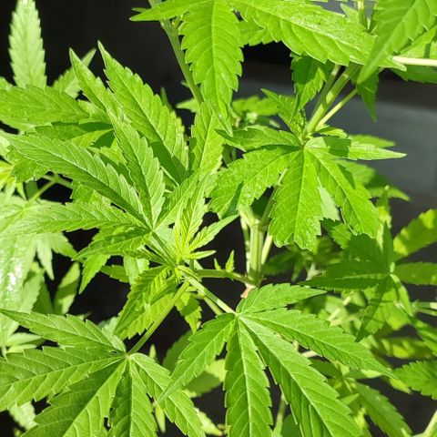 Biggi  growlog photo: Blattdürre wegen einem Pilz