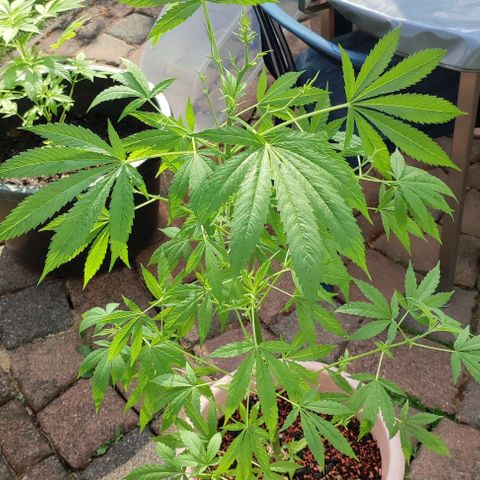 Biggi  growlog photo: Blattdürre wegen einem Pilz