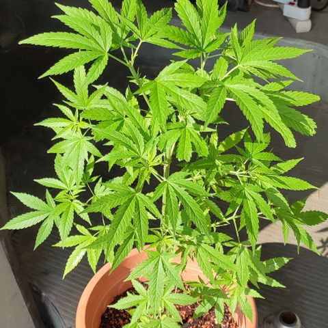 Biggi  growlog photo: Blattdürre wegen einem Pilz