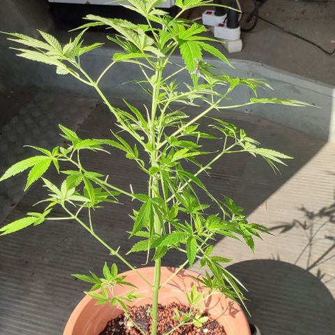 Biggi  growlog photo: Blattdürre wegen einem Pilz
