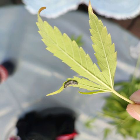 Biggi  growlog photo: Kranke Blätter 