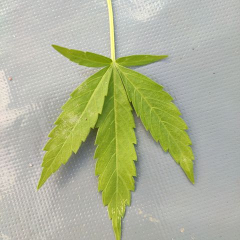 Biggi  growlog photo: Kranke Blätter 