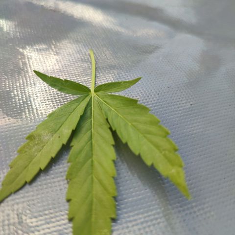 Biggi  growlog photo: Kranke Blätter 