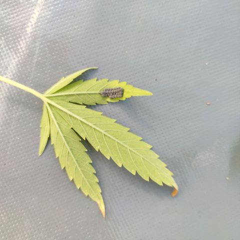 Biggi  growlog photo: Kranke Blätter 