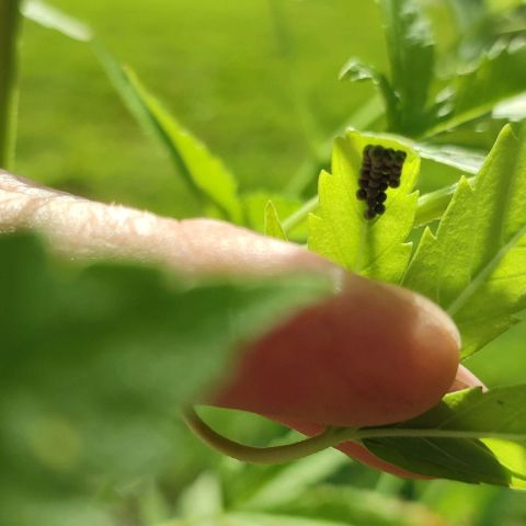 Biggi  growlog photo: Kranke Blätter 