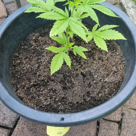 Jackie1  growlog timeline photo