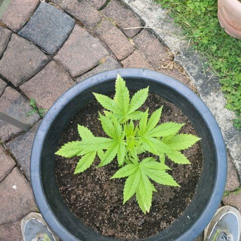 Jackie1  growlog timeline photo