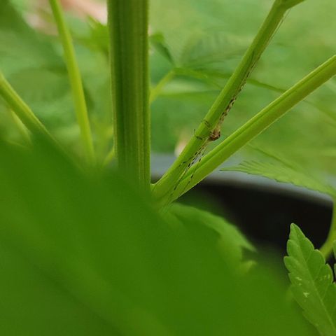 Jackie1  growlog timeline photo