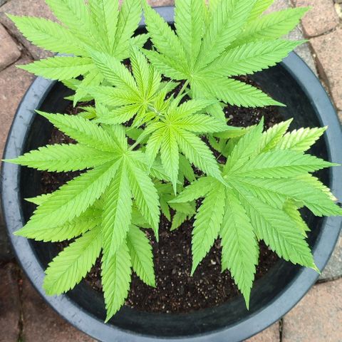Jackie1  growlog timeline photo