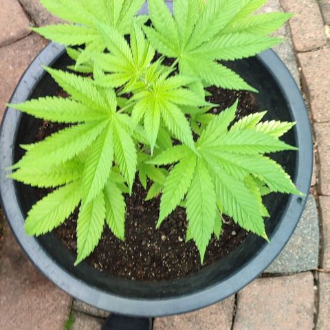 Jackie1  growlog timeline photo