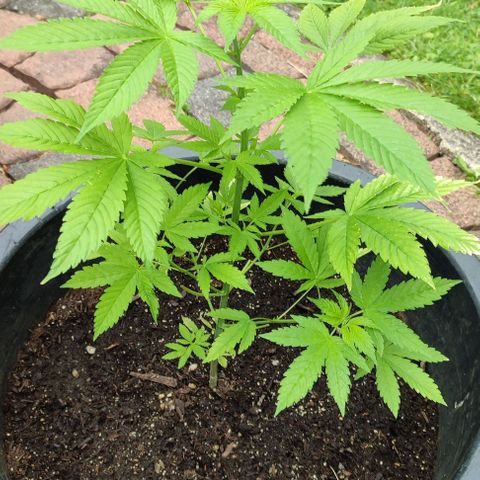 Jackie1  growlog timeline photo
