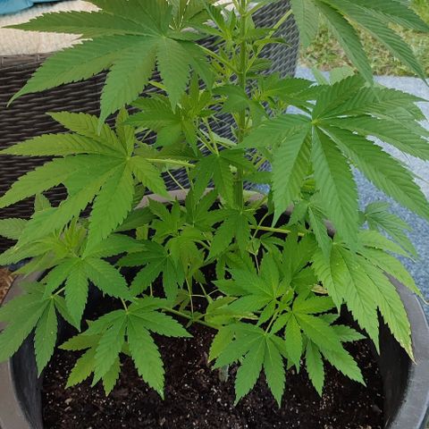 Jackie1  growlog timeline photo