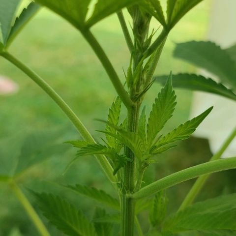 Jackie1  growlog timeline photo