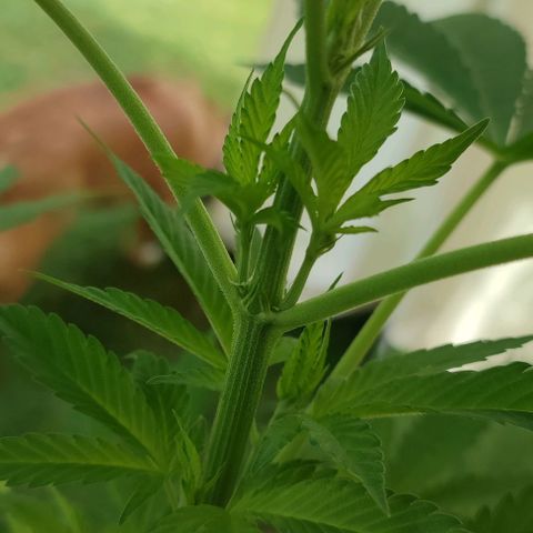 Jackie1  growlog timeline photo