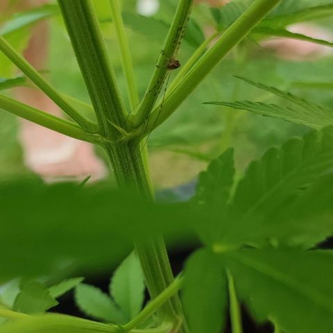 Jackie1  growlog timeline photo
