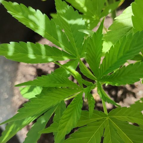 Jackie1  growlog timeline photo