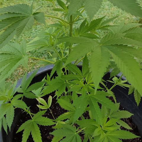 Jackie1  growlog timeline photo