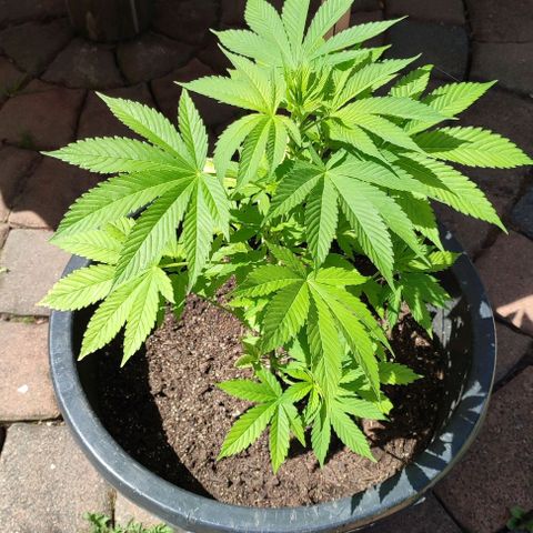 Jackie1  growlog timeline photo