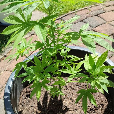 Jackie1  growlog timeline photo