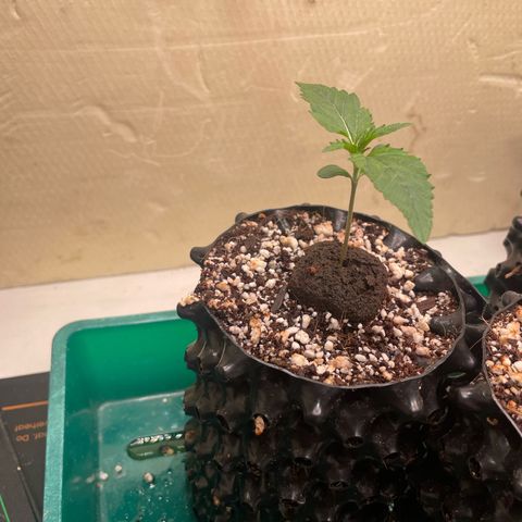 Gorilla Cookies Auto growlog photo: PL