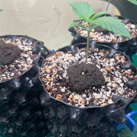 Gorilla Cookies Auto growlog photo: Pm 