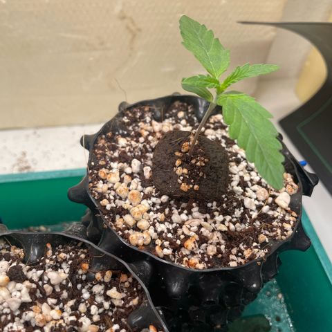 Gorilla Cookies Auto growlog photo: Pe