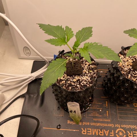 Gorilla Cookies Auto growlog photo: #1