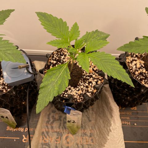 Gorilla Cookies Auto growlog photo: #2