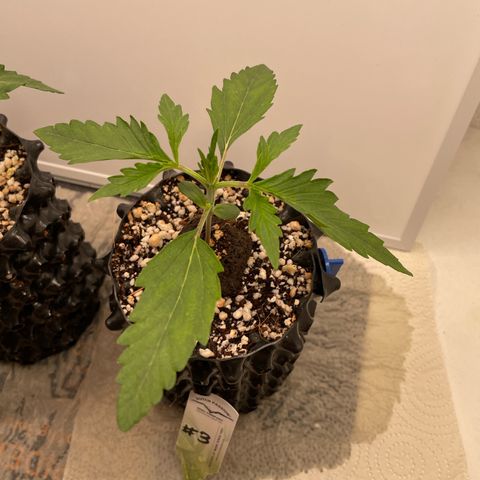 Gorilla Cookies Auto growlog photo: #3