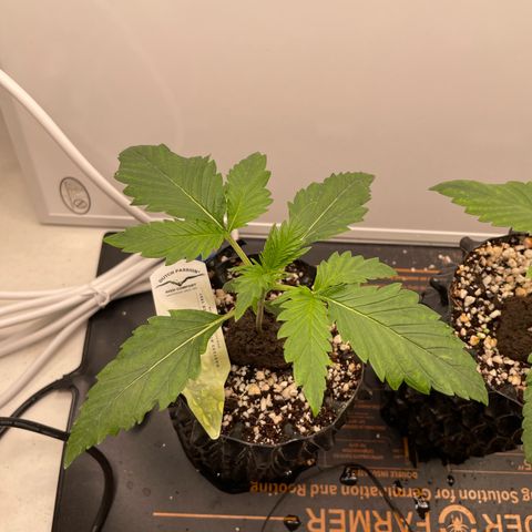 Gorilla Cookies Auto growlog photo: #1